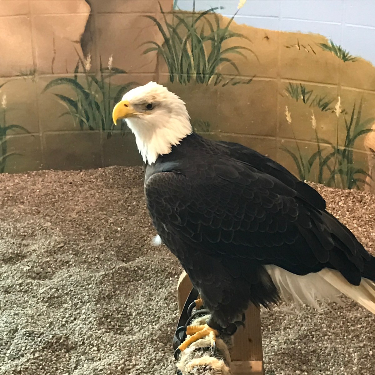 Winona Breweries, pt 2 & National Eagle&nbsp;Center