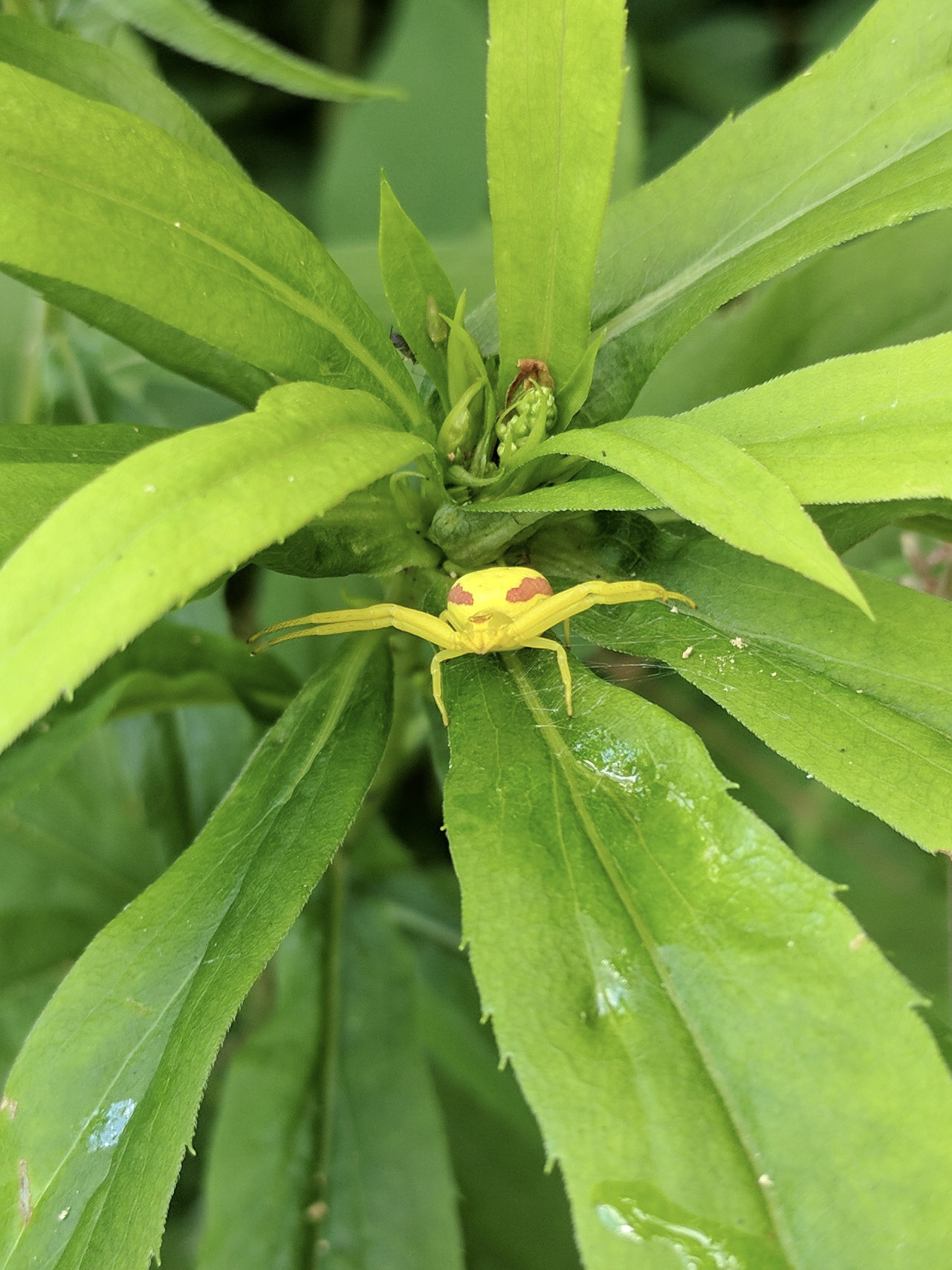 IMG_20170715_134345 (1).jpg