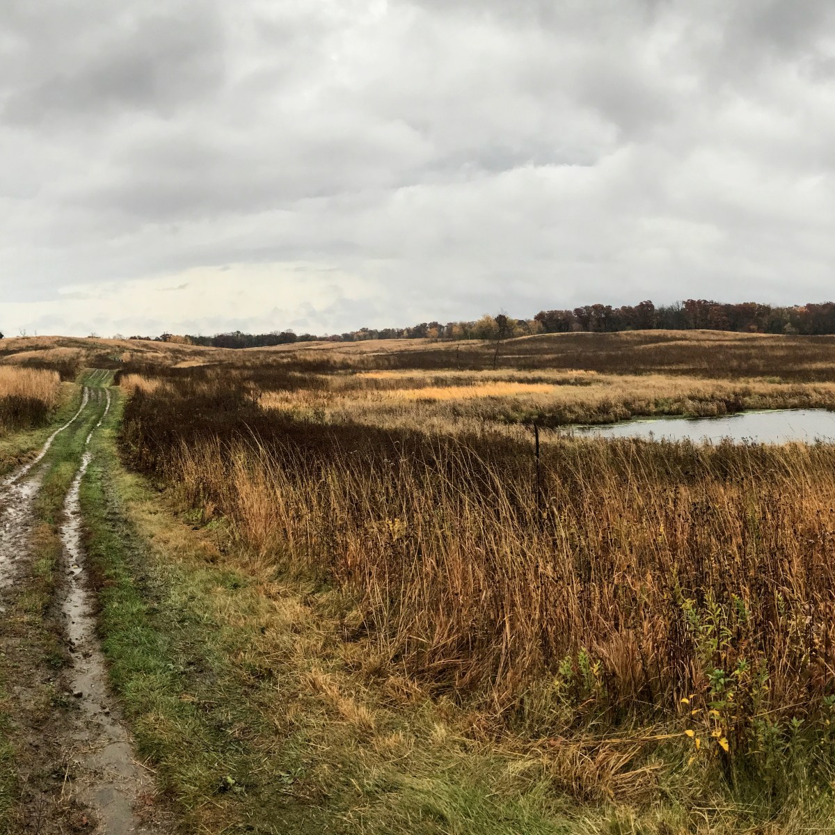 Race Report: Surf the Murph 25K –&nbsp;2017