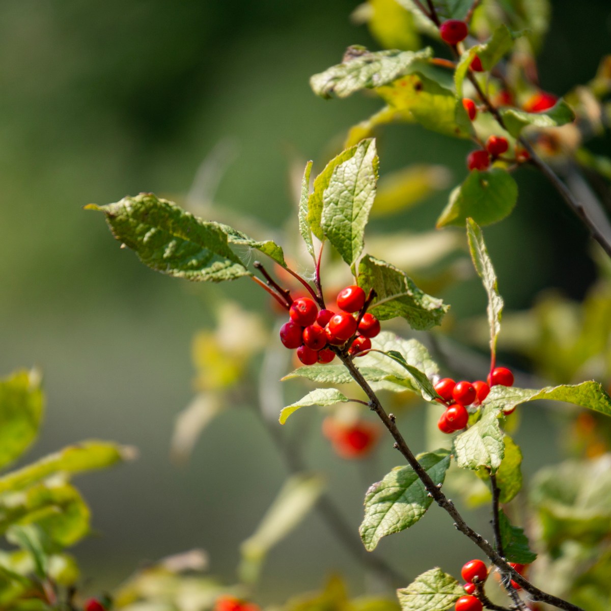 Fish Lake Trails at Cedar Creek Ecological&nbsp;Center