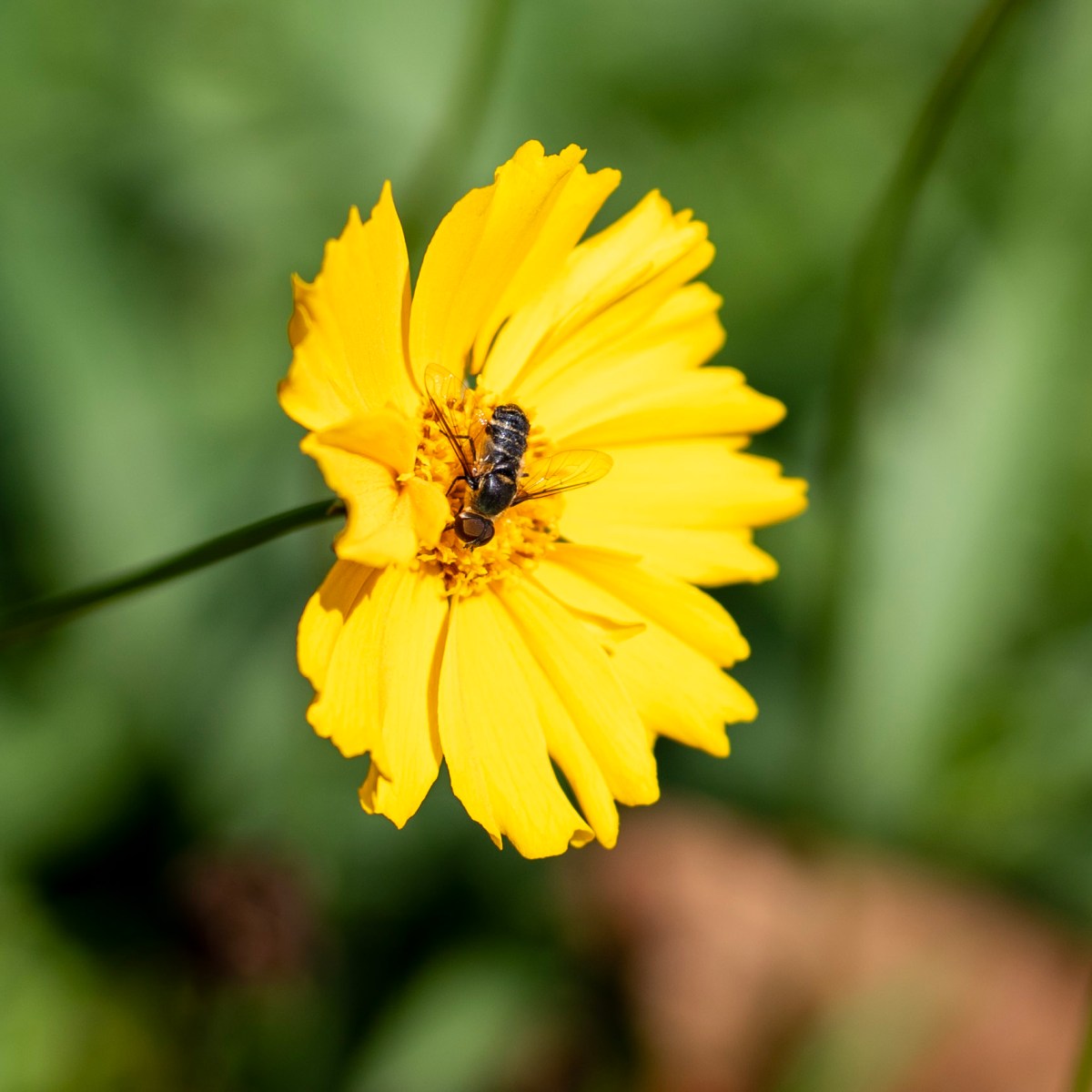 Garden Flowers and&nbsp;Pollinators