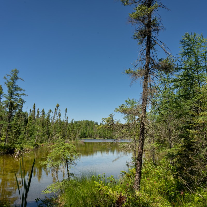 Lake Bemidji State Park Bog&nbsp;Walk
